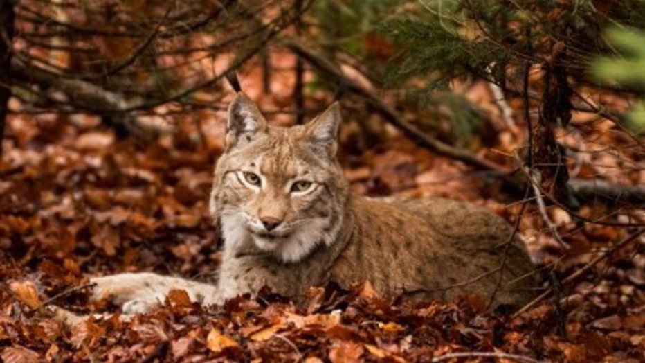 Kijktip: Groots dierenrijk in Wild France