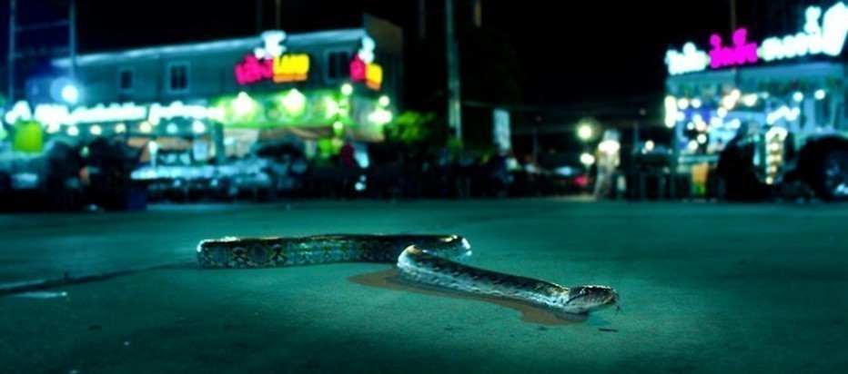 De stad als leefgebied