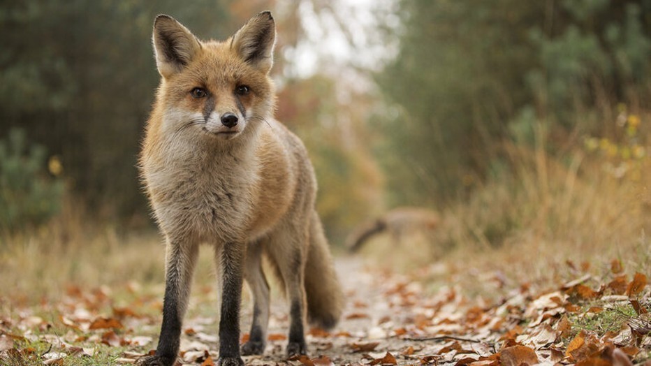 Wild op de Veluwe Wild op de Veluwe