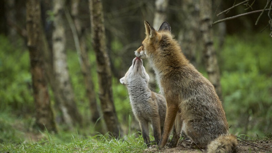 Prachtige natuurbeelden in Wild Op De Veluwe Prachtige natuurbeelden in Wild Op De Veluwe