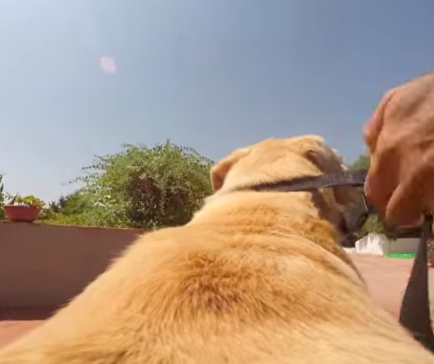 YouTube-hit: hond trekt epische sprint naar zee