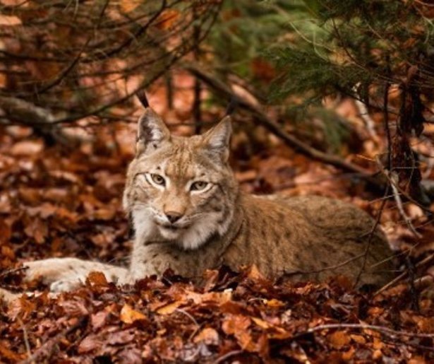 Kijktip: Groots dierenrijk in Wild France