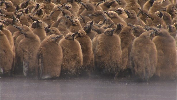 De Zuidpool als dansvloer