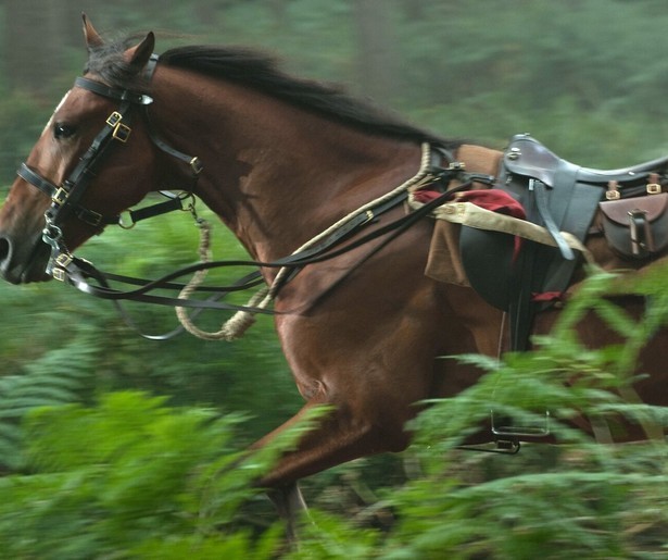 Jeremy Irvine gaat op zoek naar zijn paard in War Horse