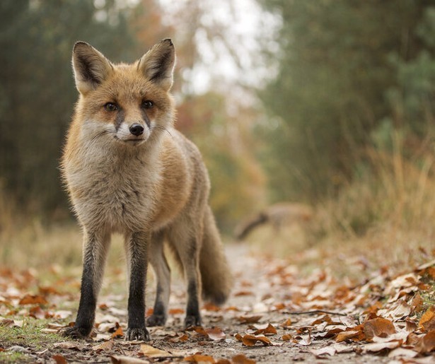 Prachtige natuur: Wild op de Veluwe