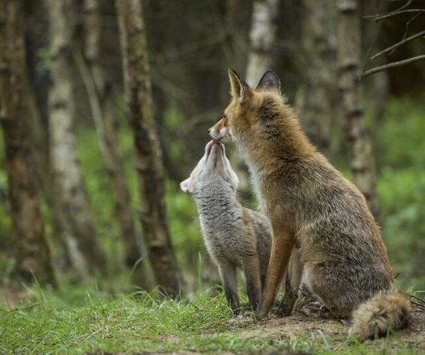 Prachtige natuurbeelden in Wild Op De Veluwe