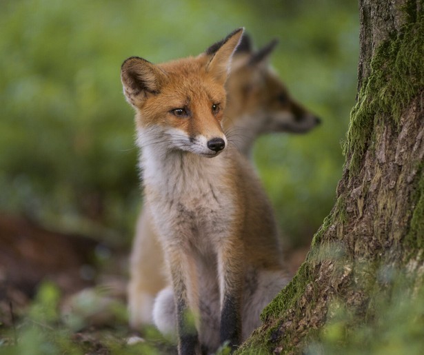 André van Duin te horen in natuurdocumentaire Wild op de Veluwe