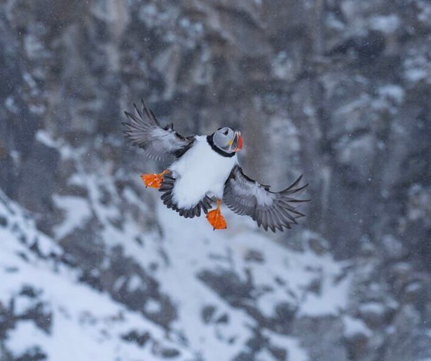 Documentaire over de veelzijdige natuur in Scandinavië