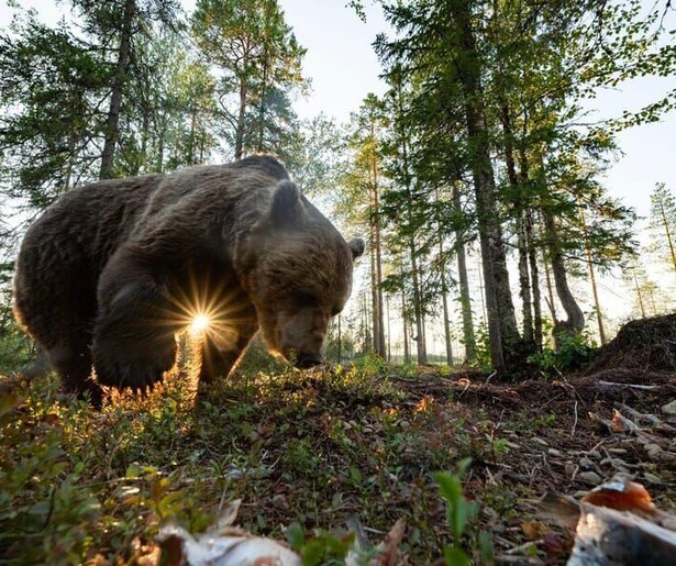 De magische schoonheid van de Scandinavische bossen