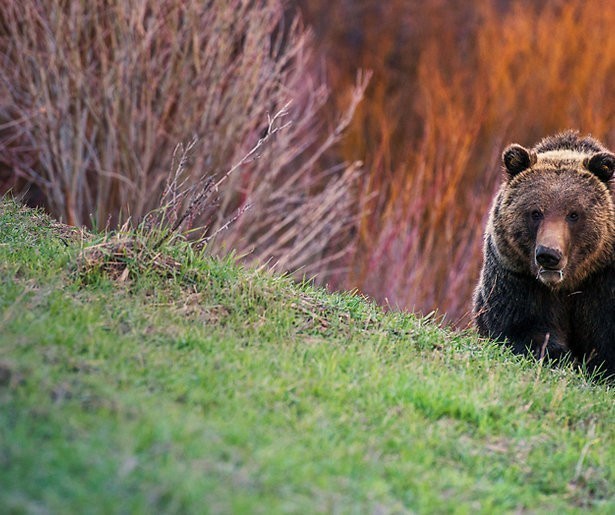 Adembenemend Wild Yellowstone is nu te zien bij Disney+