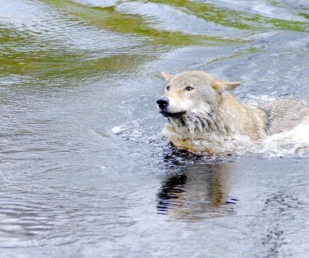 Matthijs van Nieuwkerk vertelt alles over wolf Scout