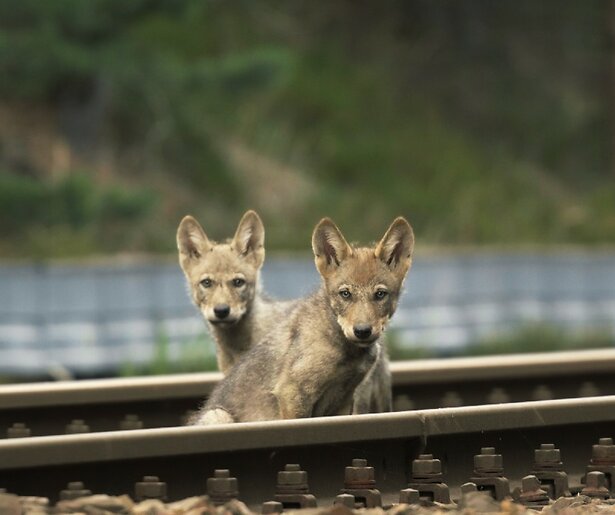 De TV van gisteren: Kijkers onder de indruk van natuurfilm Wolf (en comeback Matthijs van Nieuwkerk)