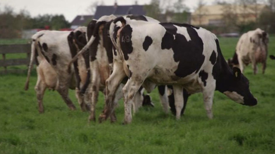 Waarom gebeurt er niks op de boerderij? Waarom gebeurt er niks op de boerderij?