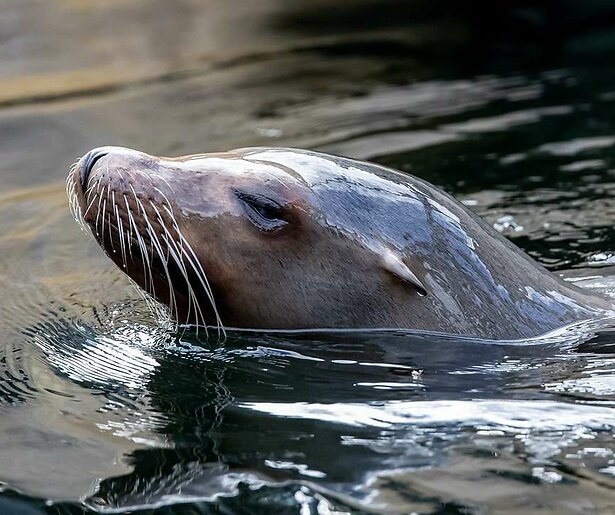 Zeeleeuw Don flirt met gevaar voor eigen leven in Het Echte Leven in de Dierentuin