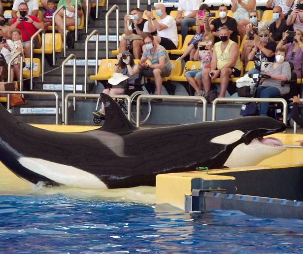 Zembla staat in teken van orka Morgan