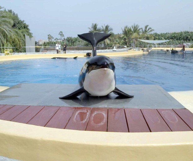 Zembla's onderzoek naar orka Morgan gaat door