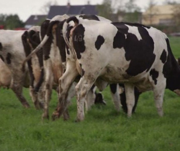 Waarom gebeurt er niks op de boerderij?